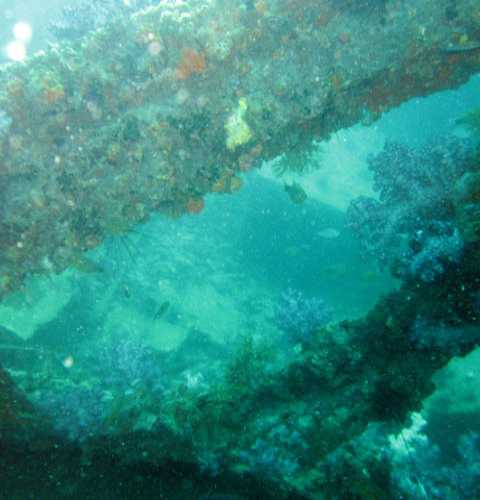 King Cruiser Wreck Dive Site, Thailand