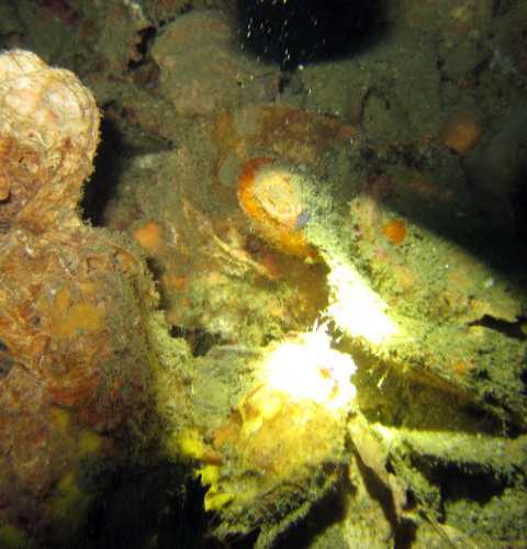 King Cruiser Wreck Dive Site photo