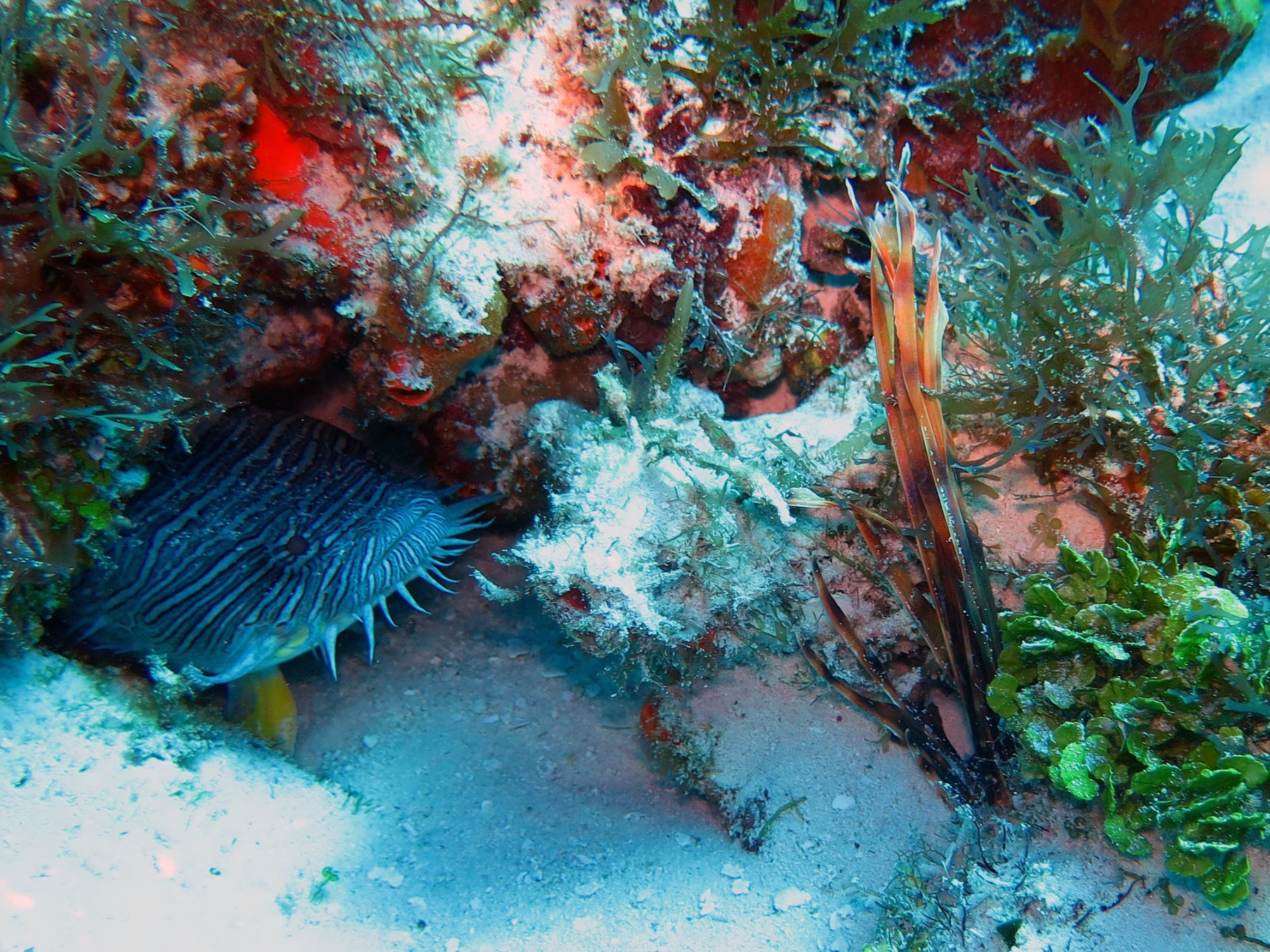 Punta Dahlia- Dive Site, Мексика