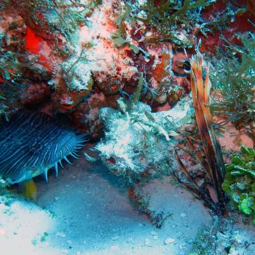 Punta Dahlia- Dive Site, Mexico