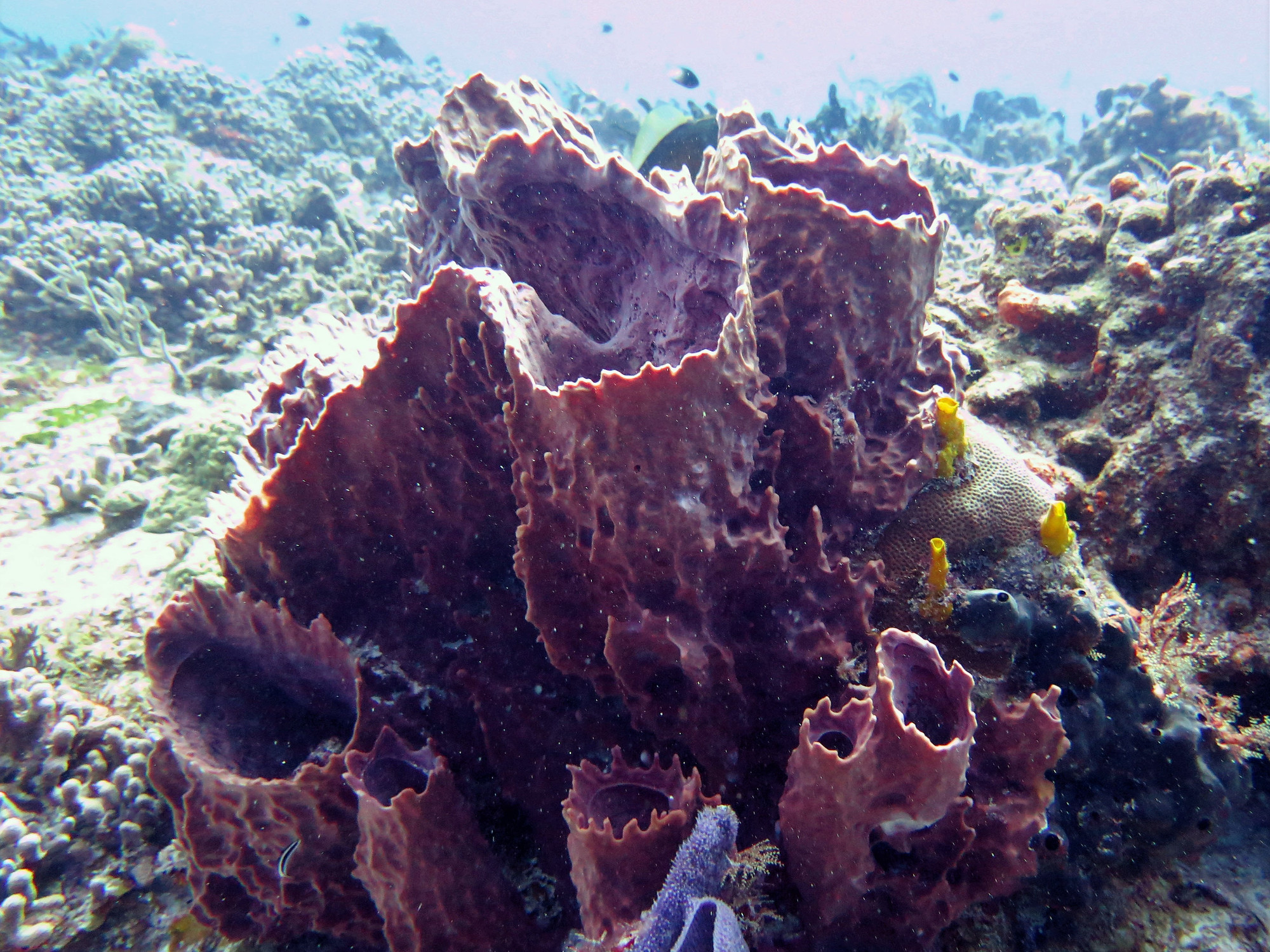 Barrel Sponge