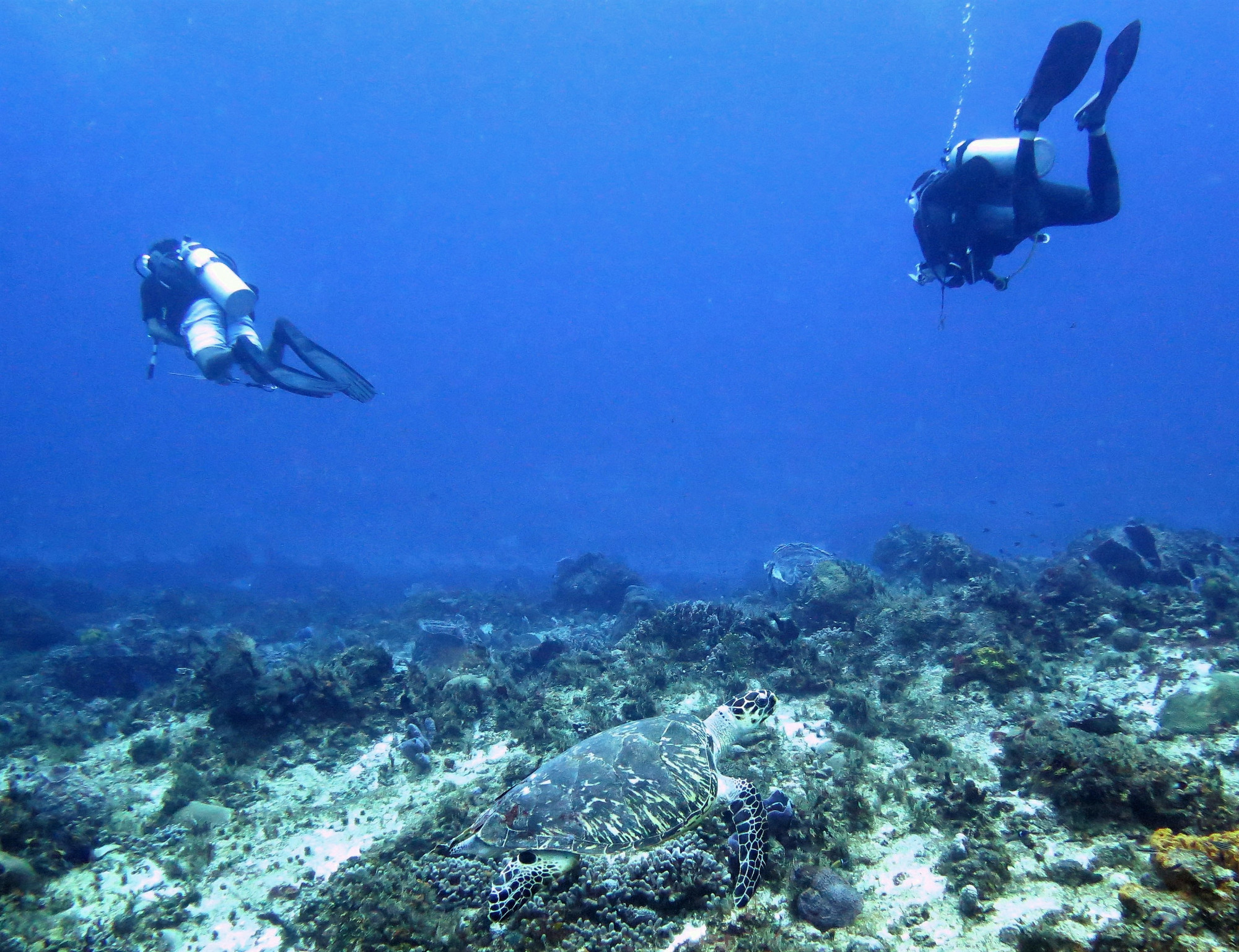 Barracuda Point- Dive Site, Мексика