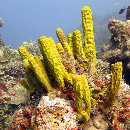 Tube Corals