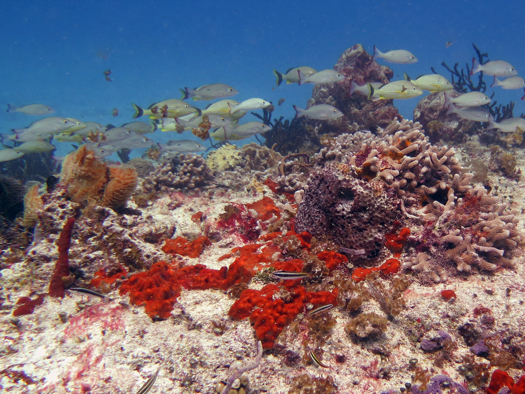 San Clementine-Dive Site, Mexico