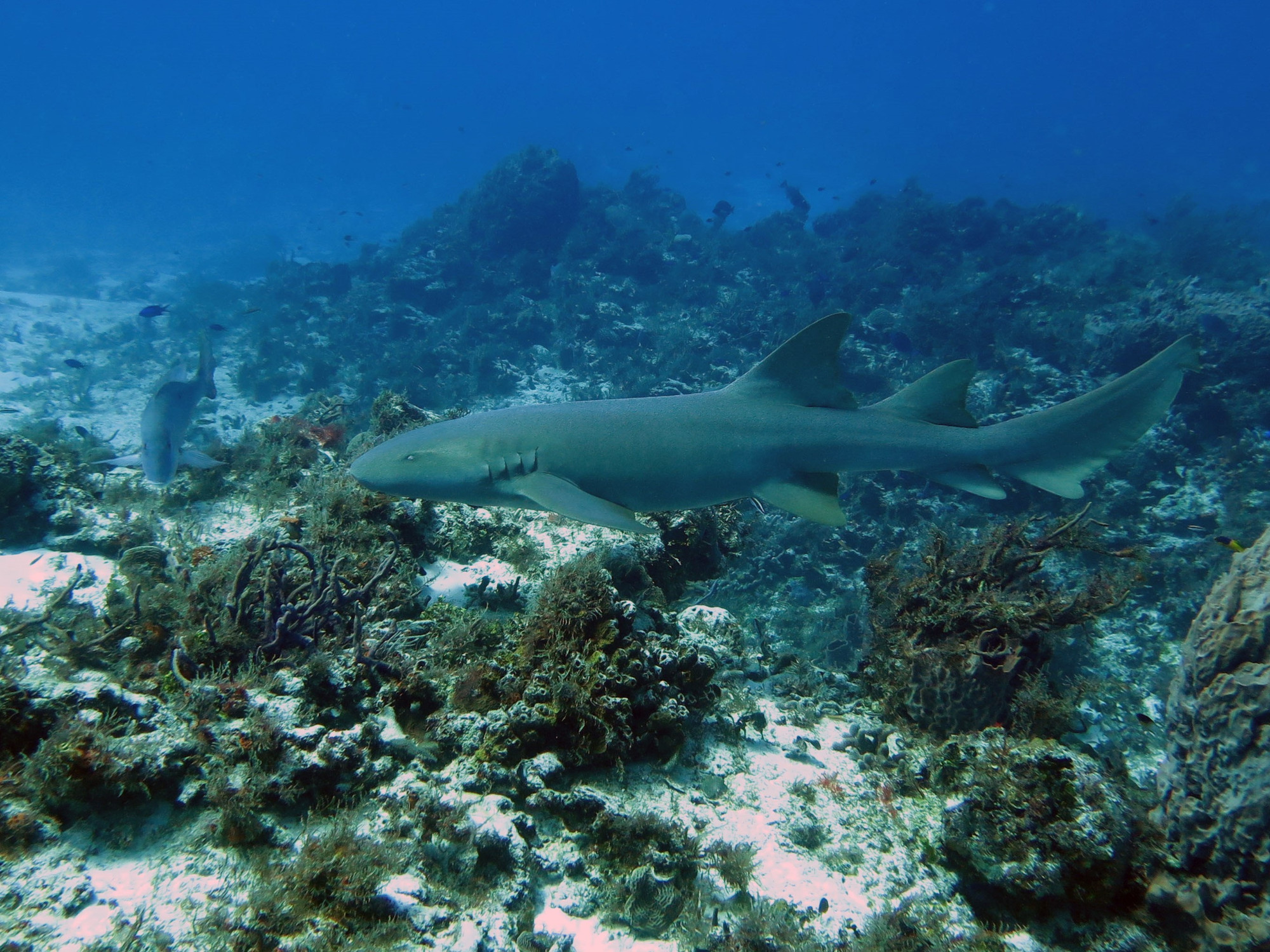 Punta Dahlia- Dive Site, Мексика