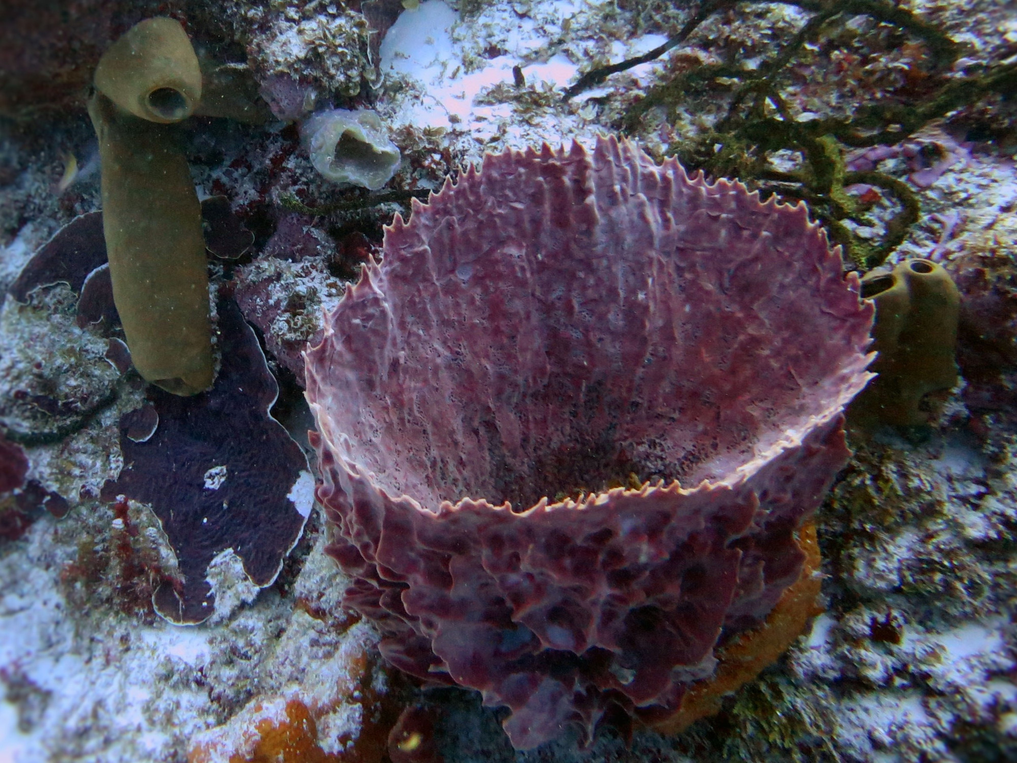 Barrel Sponge