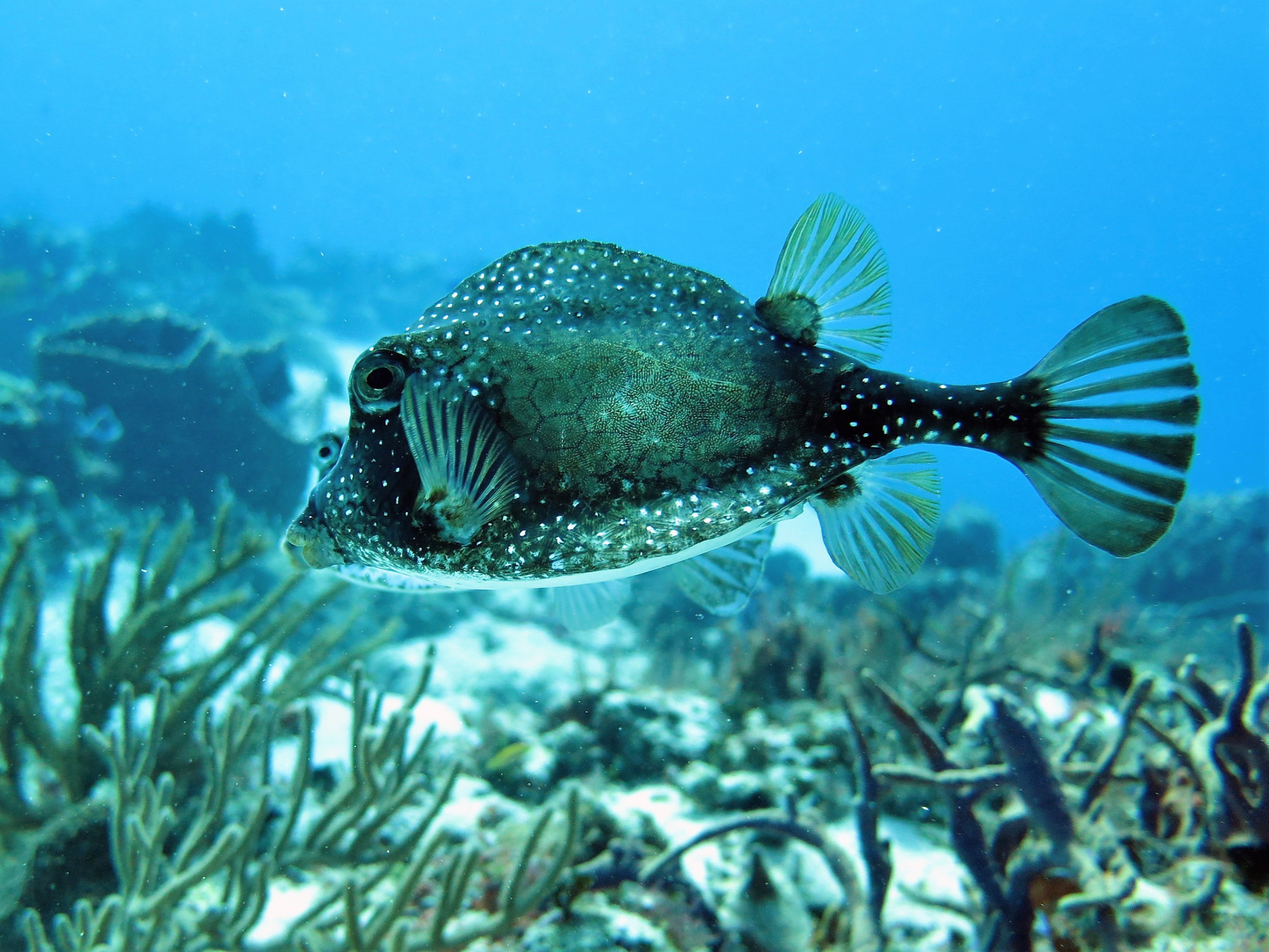 Punta Dahlia- Dive Site, Мексика