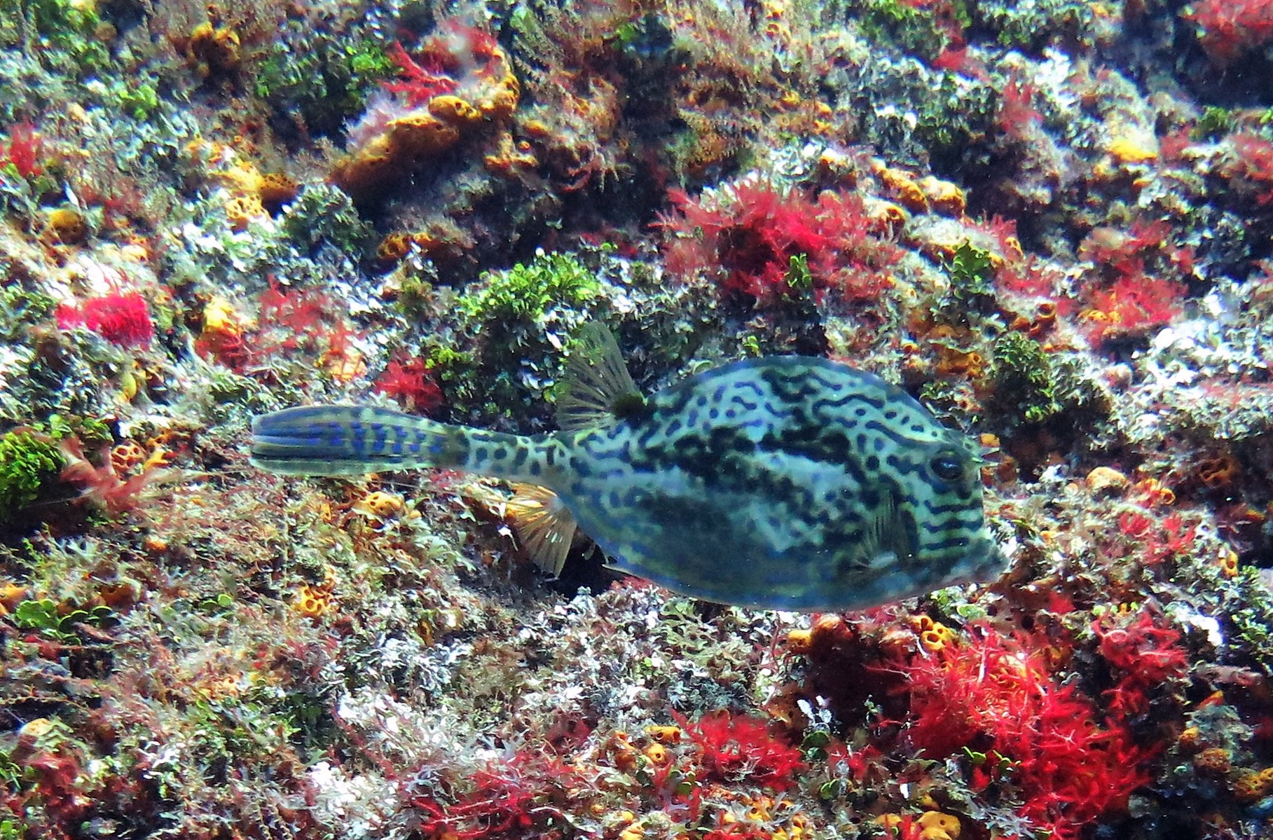 San Juan Dive Site, Мексика