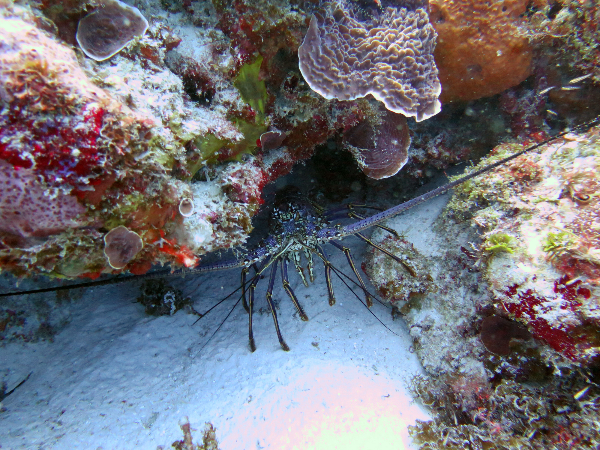 Santa Rosa Wall, Mexico