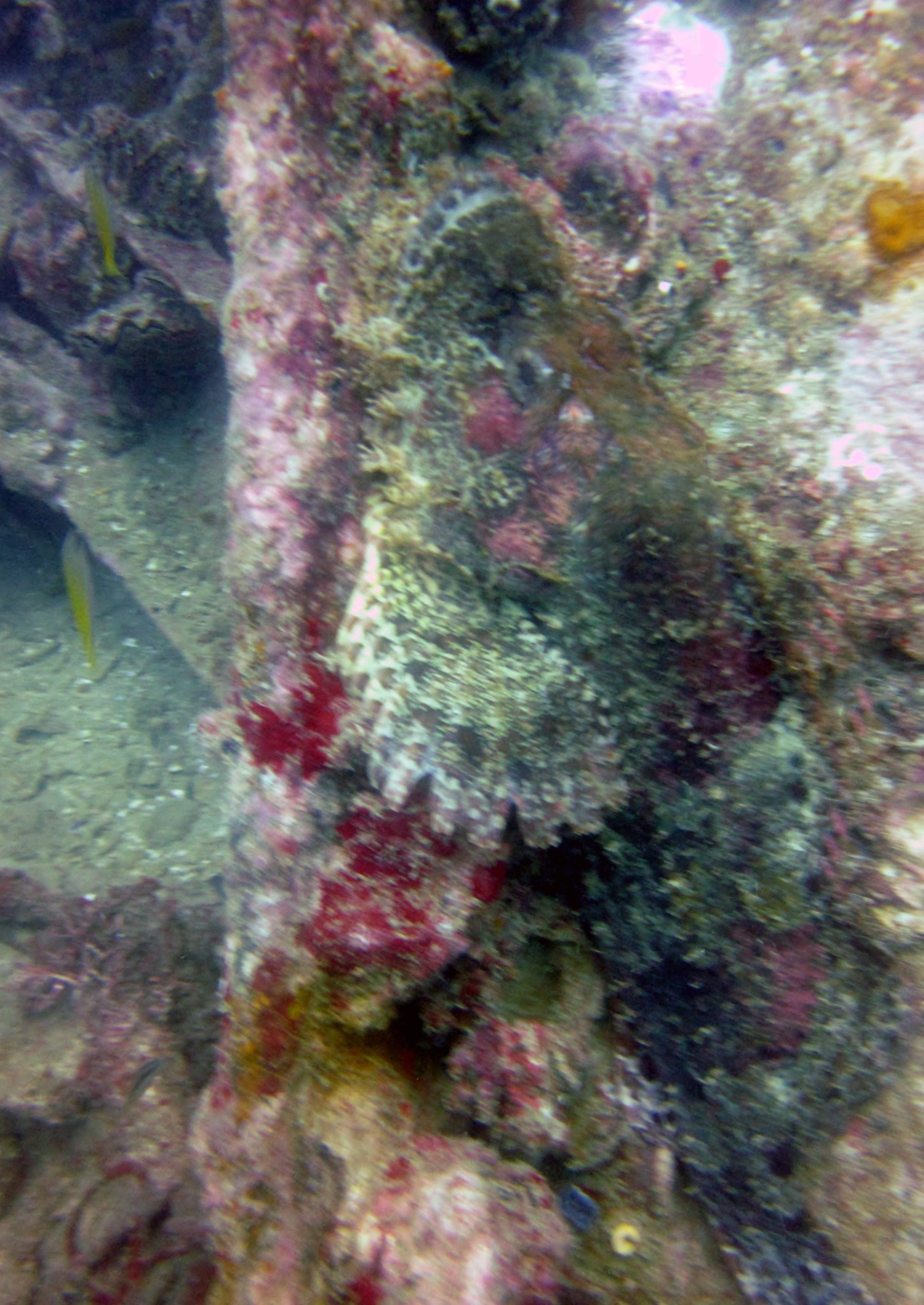 Coral covered superstructure