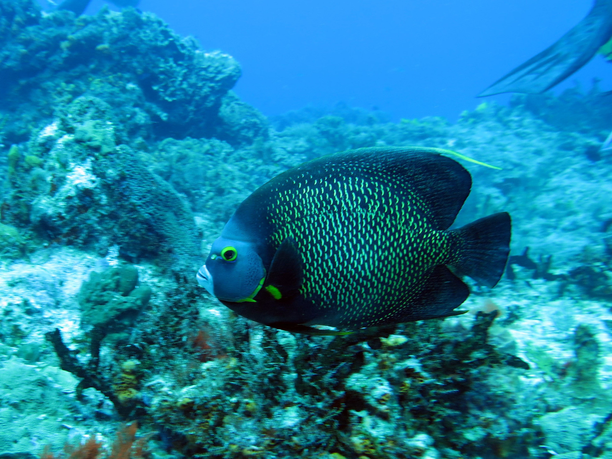 Grey Angelfish