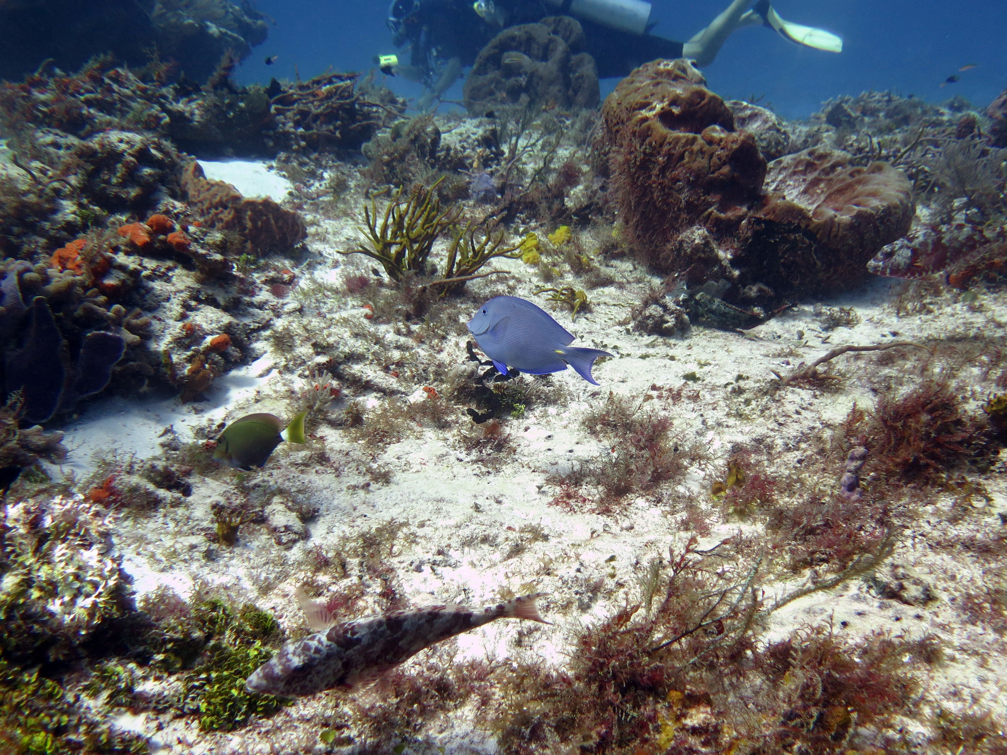 Punta Dahlia- Dive Site, Мексика