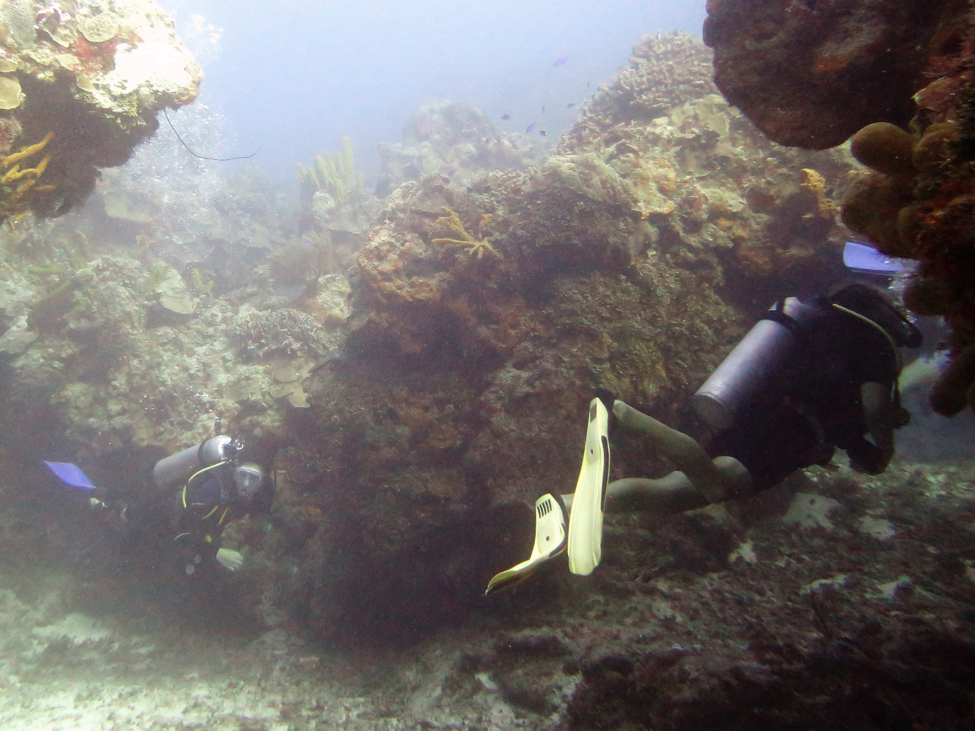 Dive Buddies