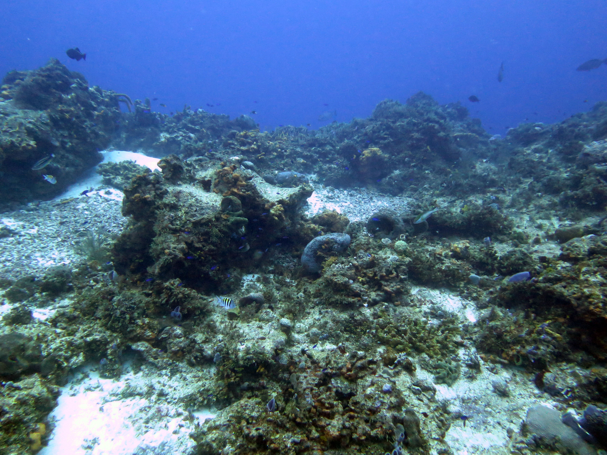 Barracuda Point- Dive Site, Мексика
