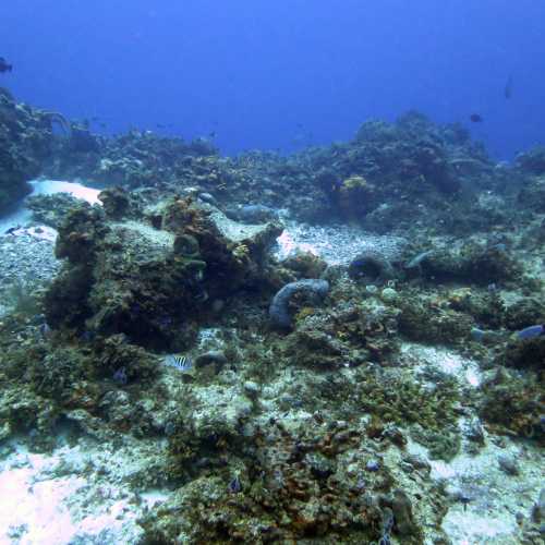 Barracuda Point- Dive Site, Mexico