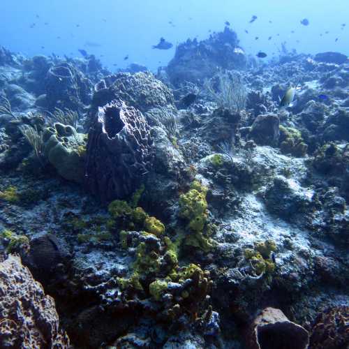 Punta Dahlia- Dive Site, Mexico