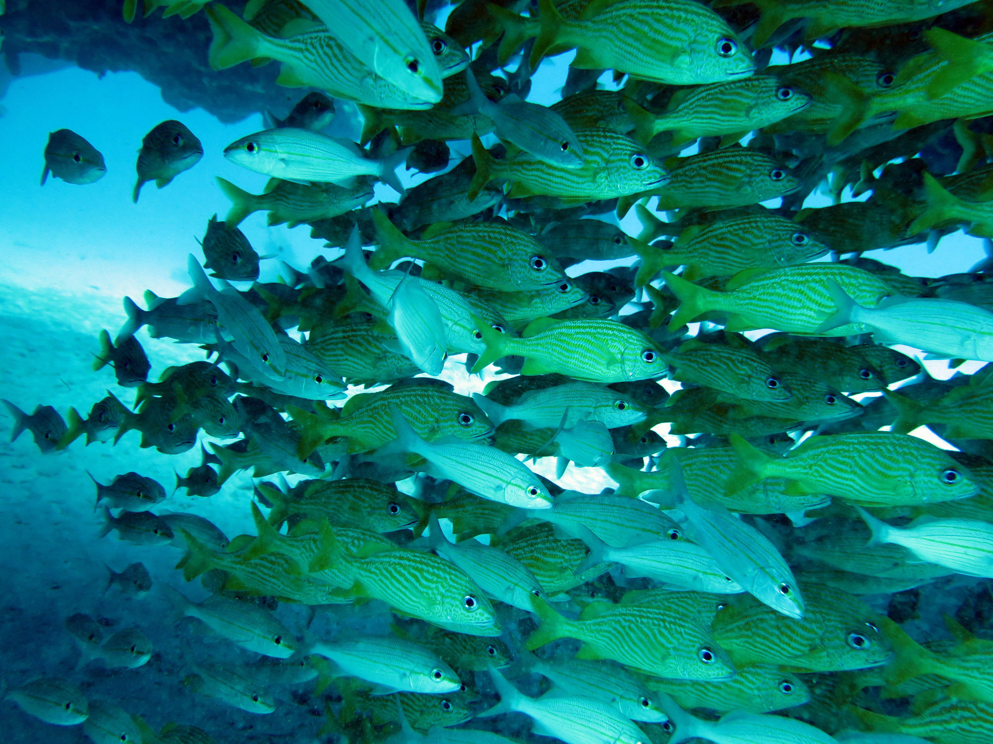 Moc-che Shallow Dive site, Мексика