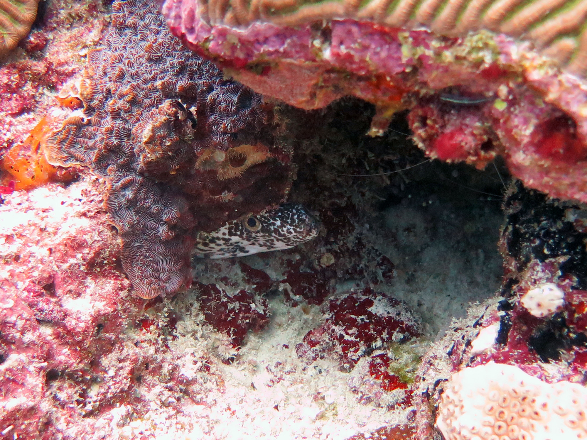 Yellow Moray