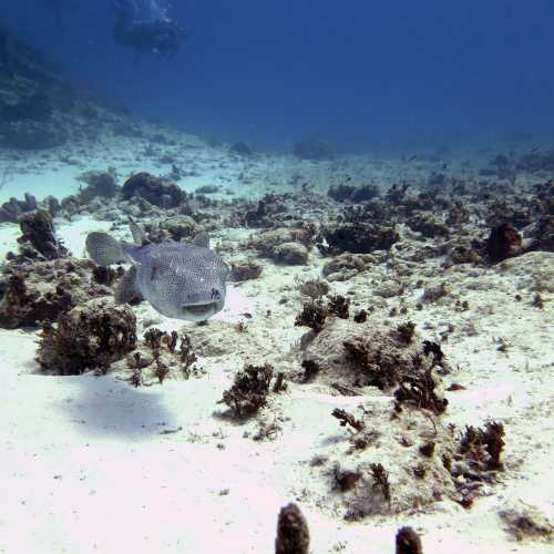 Sabalos - Dive Site, Mexico