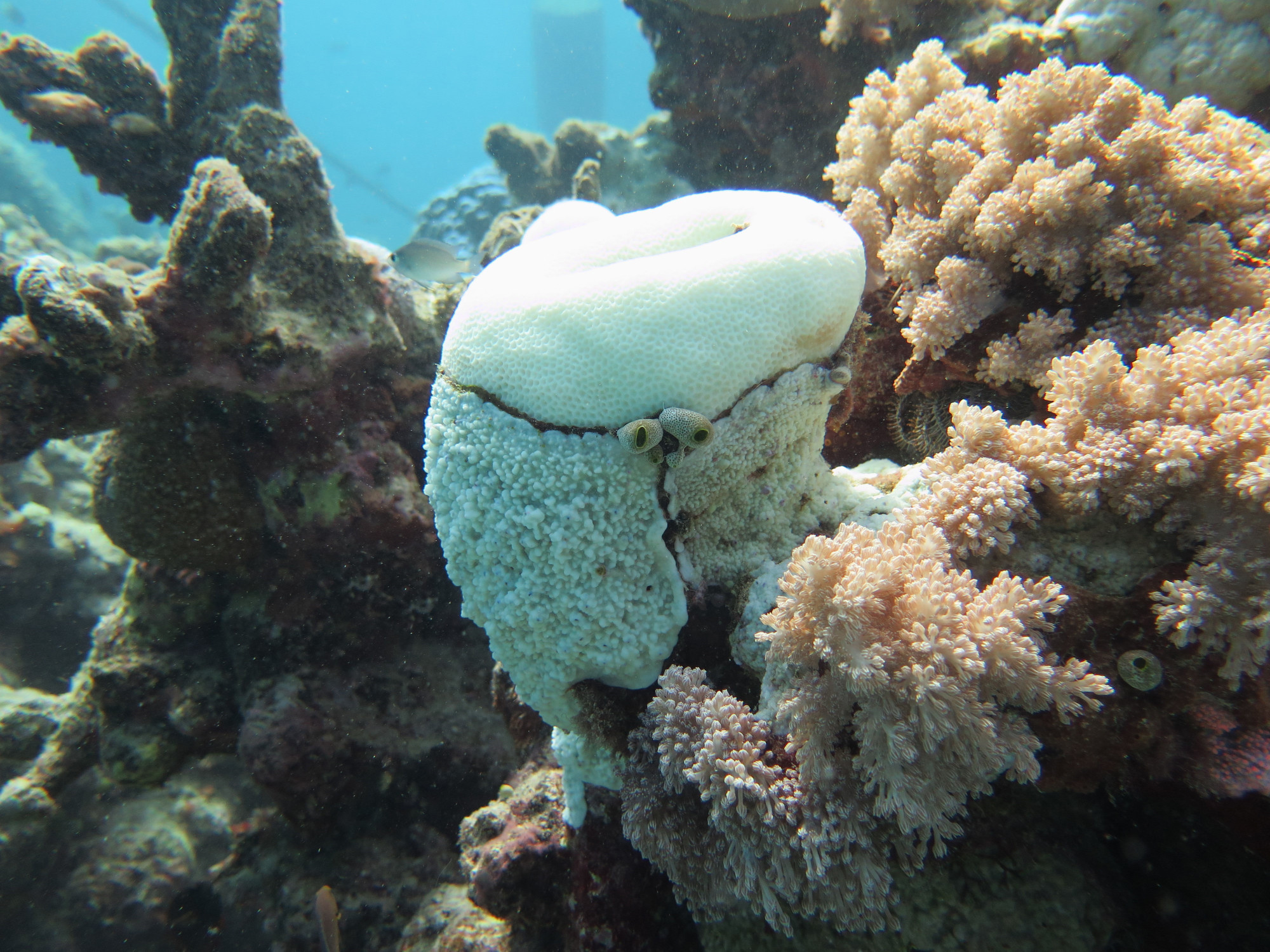 Cod Hole, Ribbon Reef, GBR., Австралия