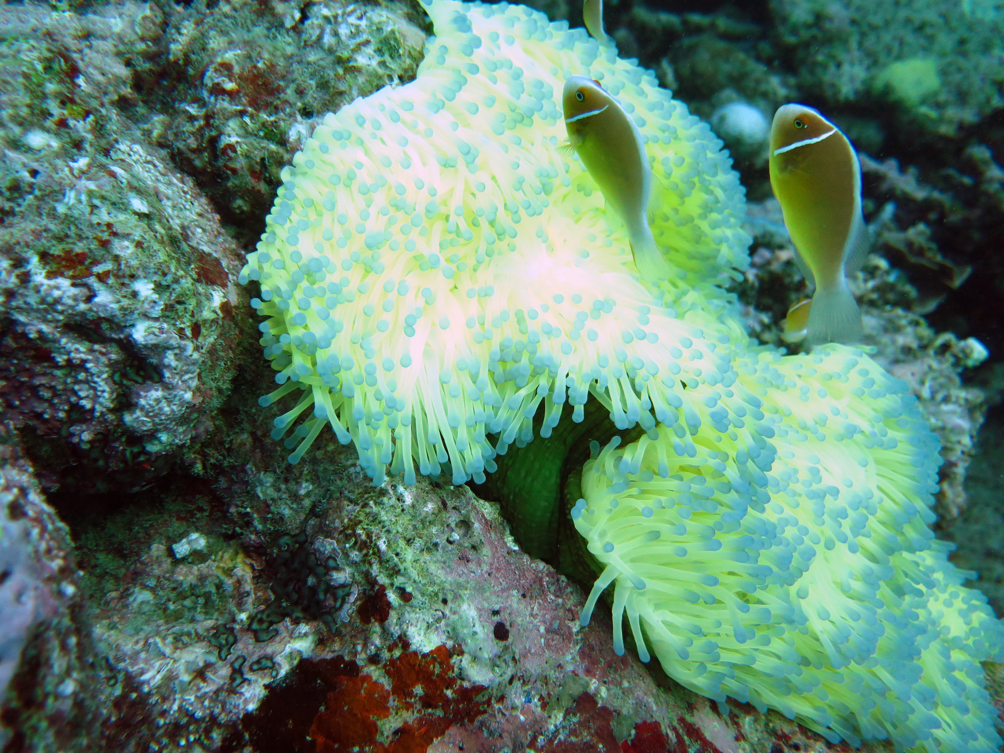 Yongala Wreck, Australia