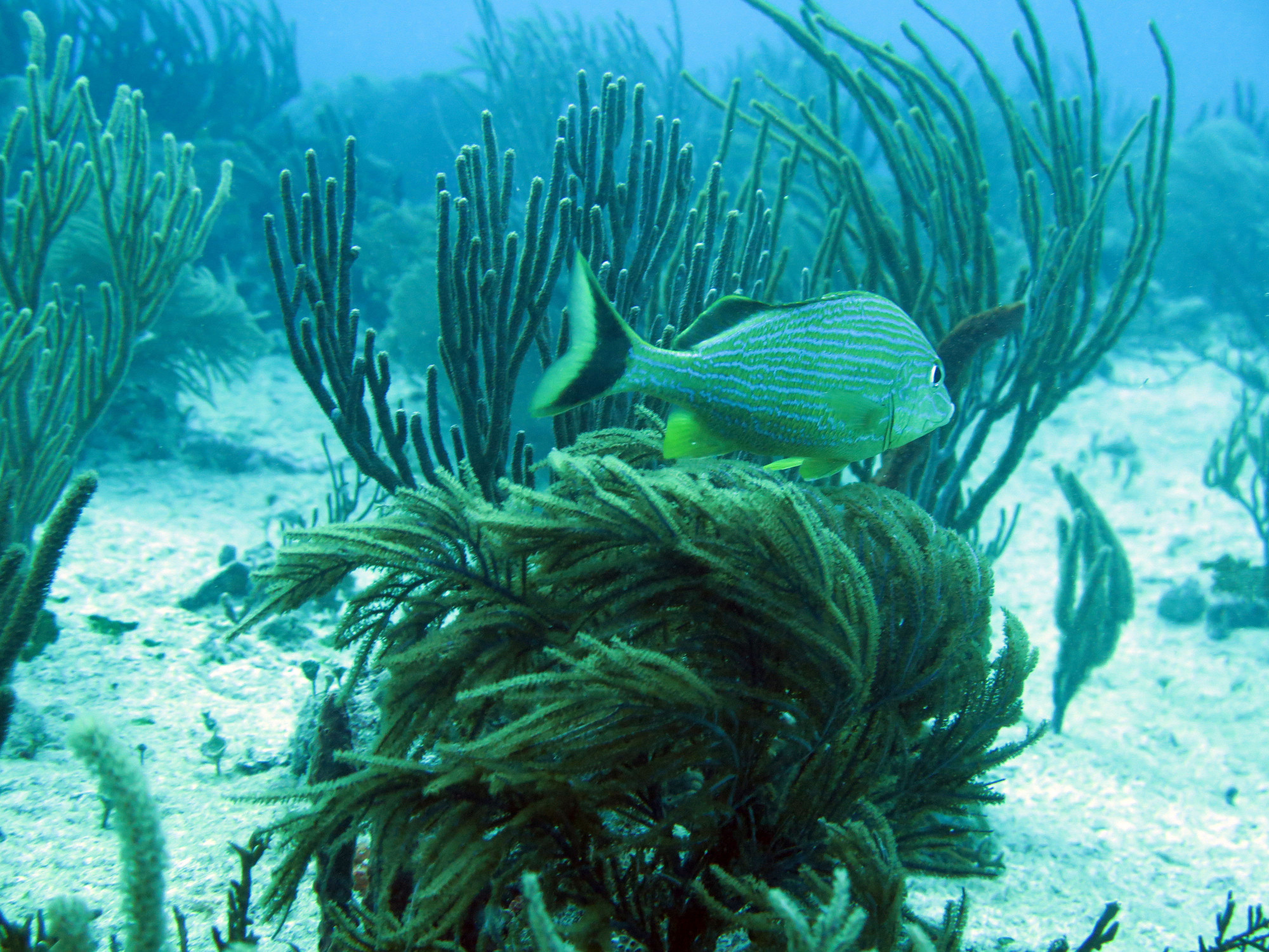 Moc-che Shallow Dive site, Мексика