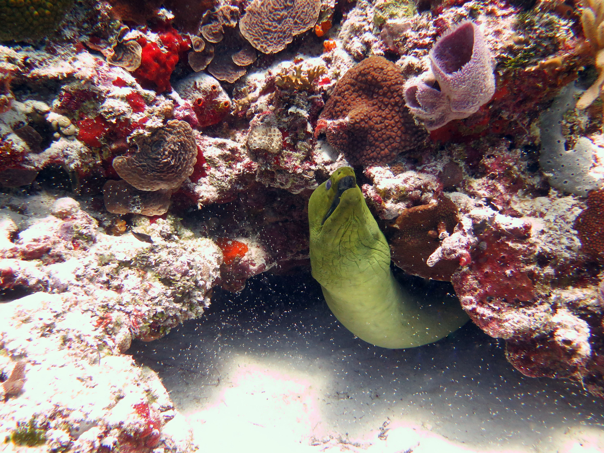 Sabalos - Dive Site, Мексика