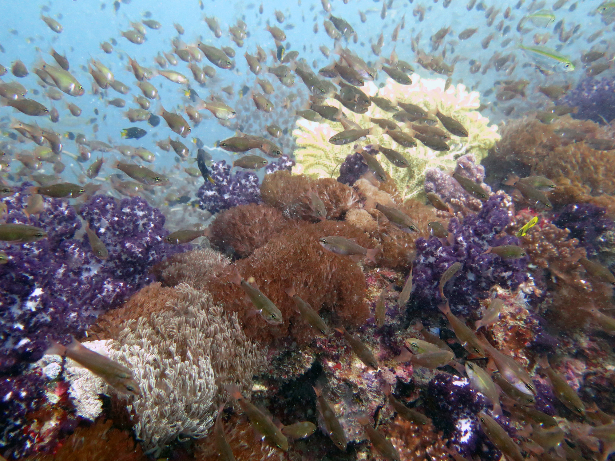 Soft Coral covered superstructure