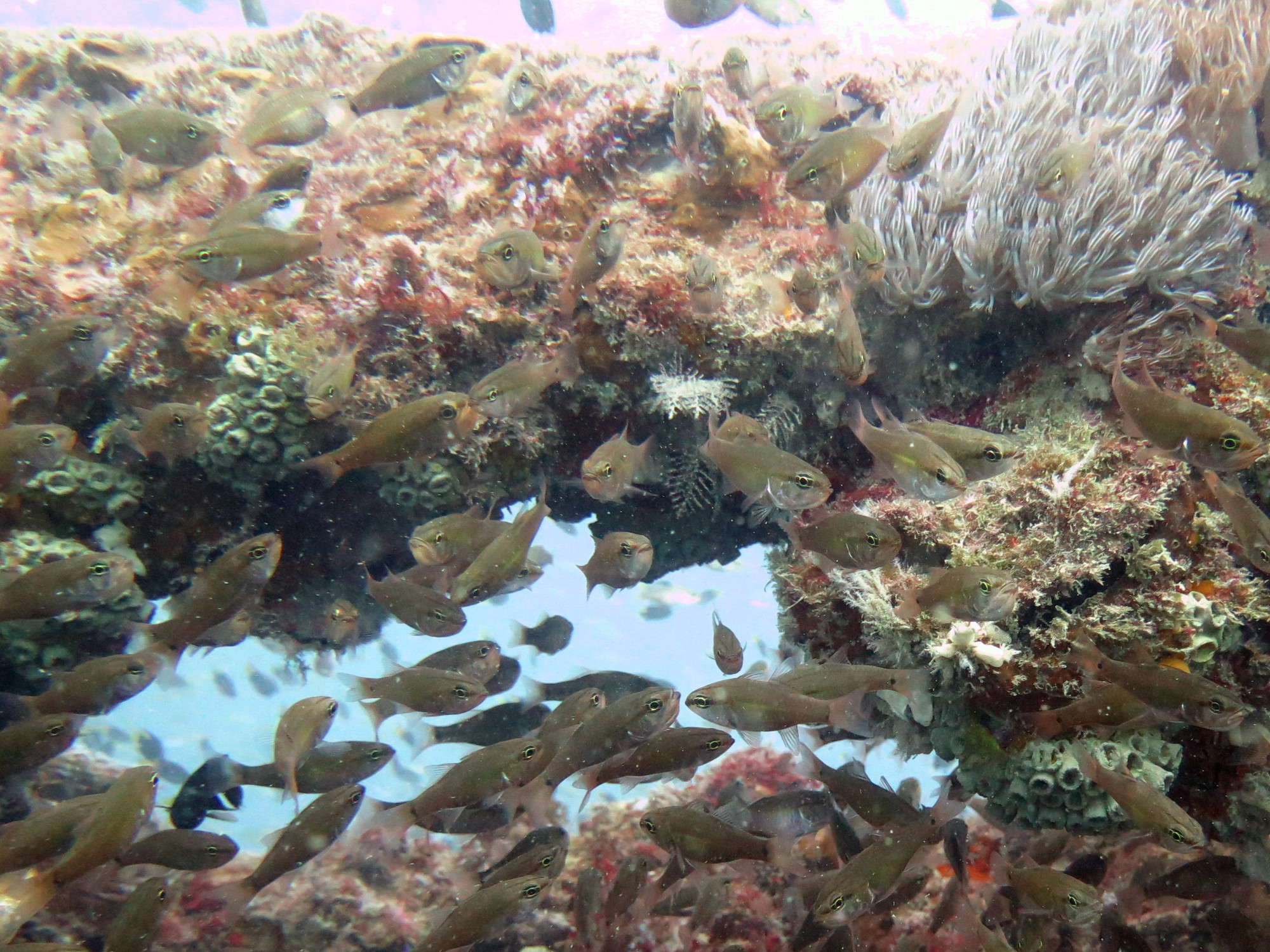 Soft Coral covered superstructure