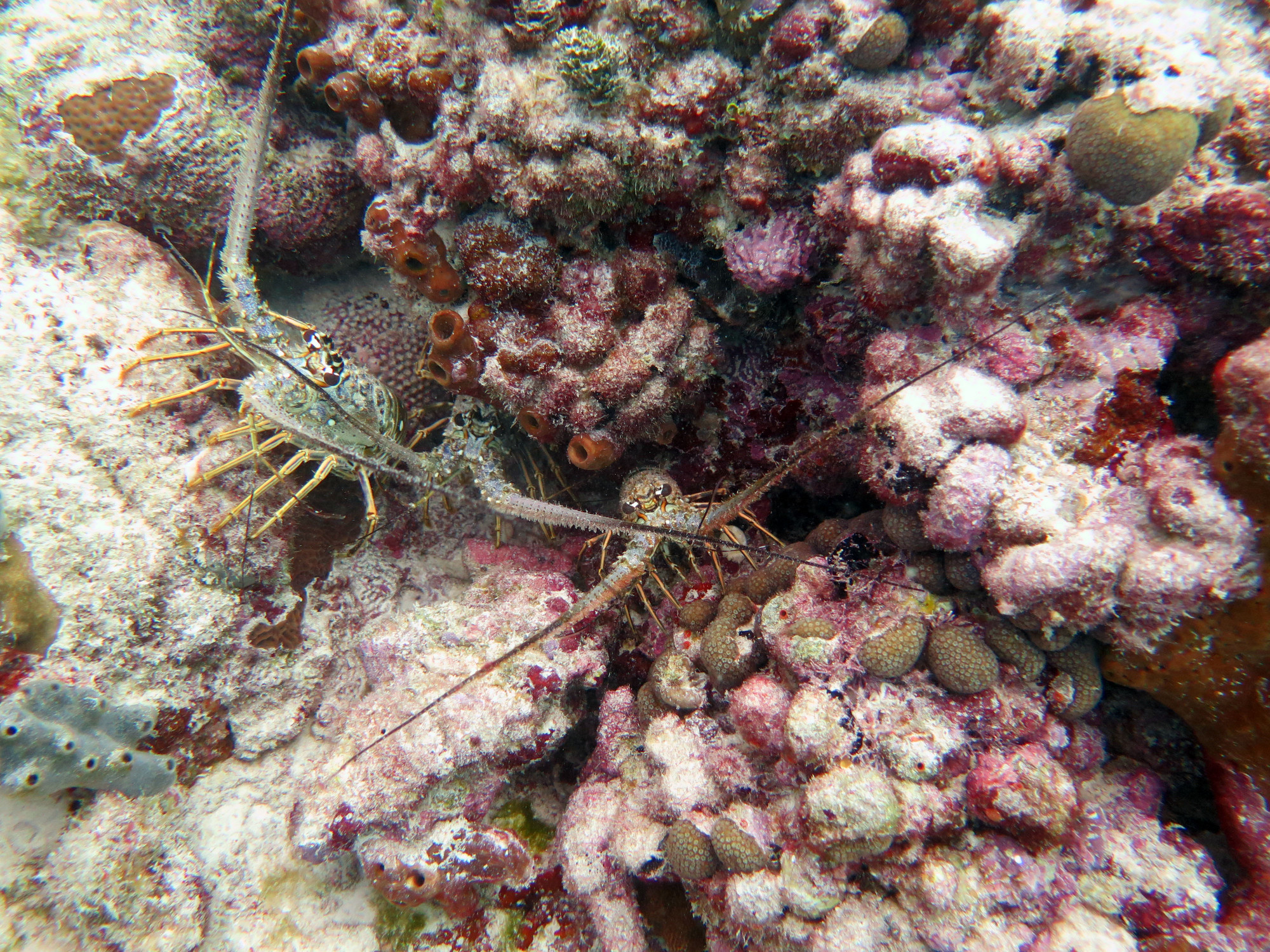 Jardins Dive Site, Mexico