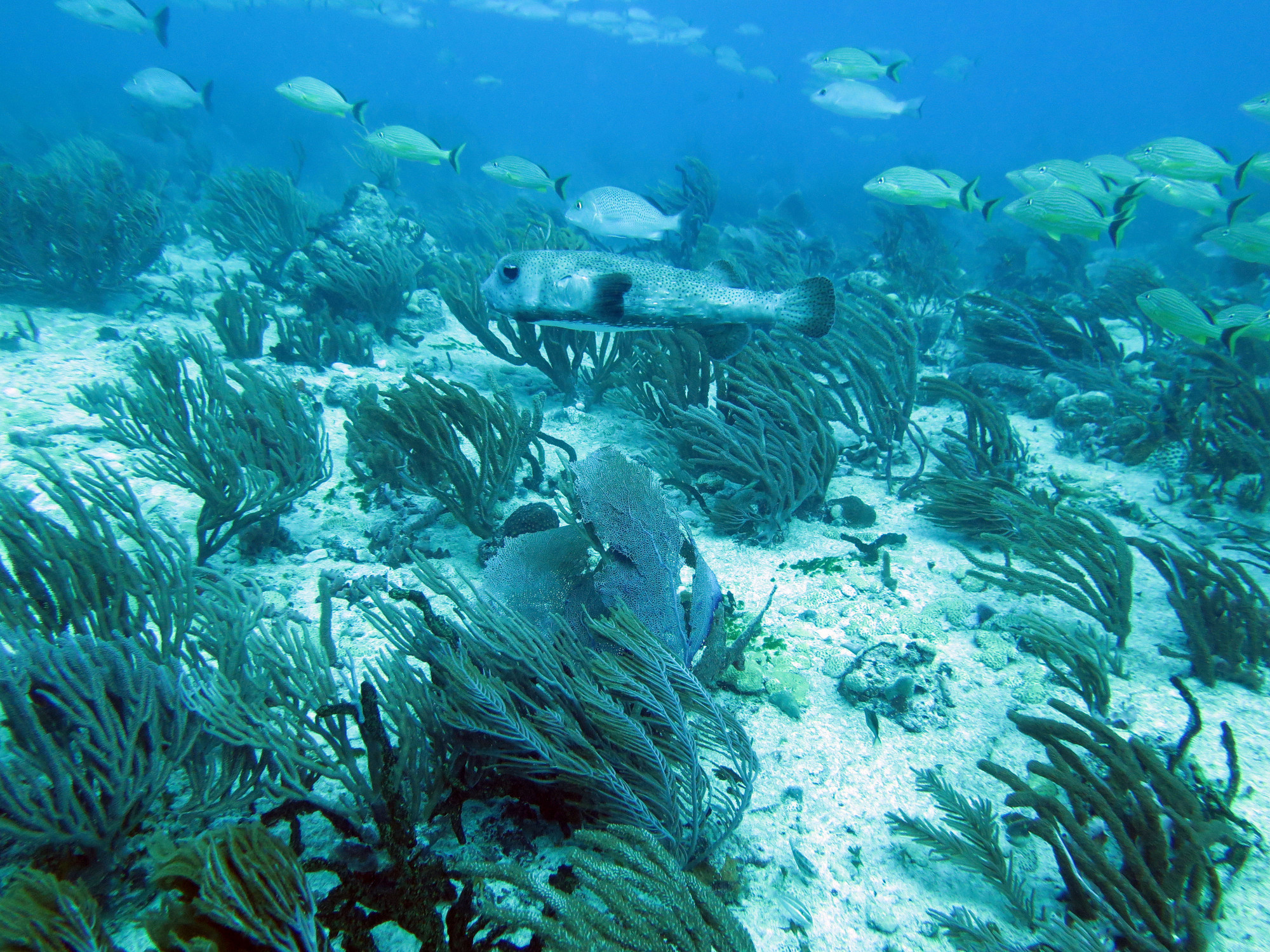 Moc-che Shallow Dive site, Mexico