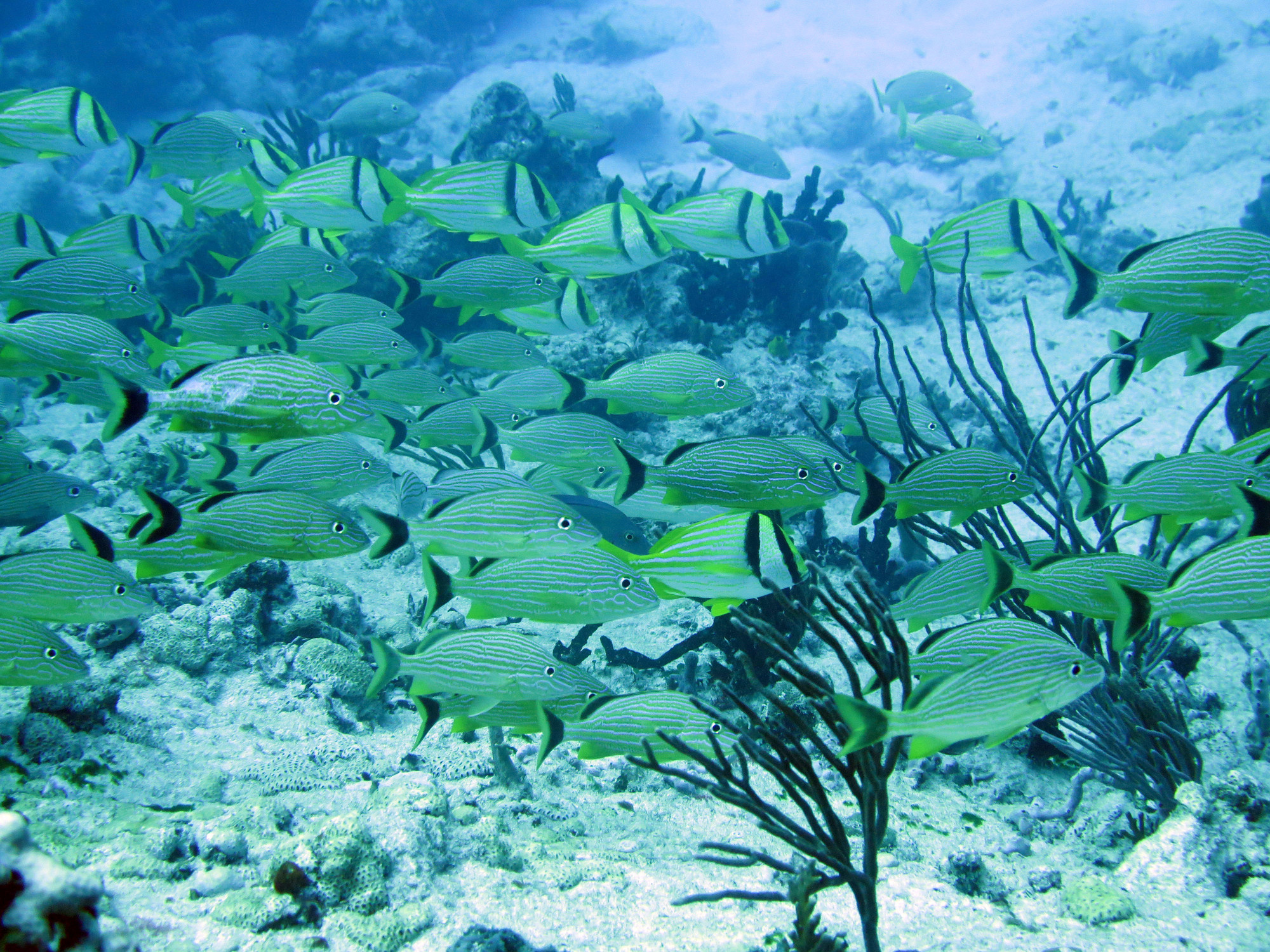 Moc-che Shallow Dive site, Mexico