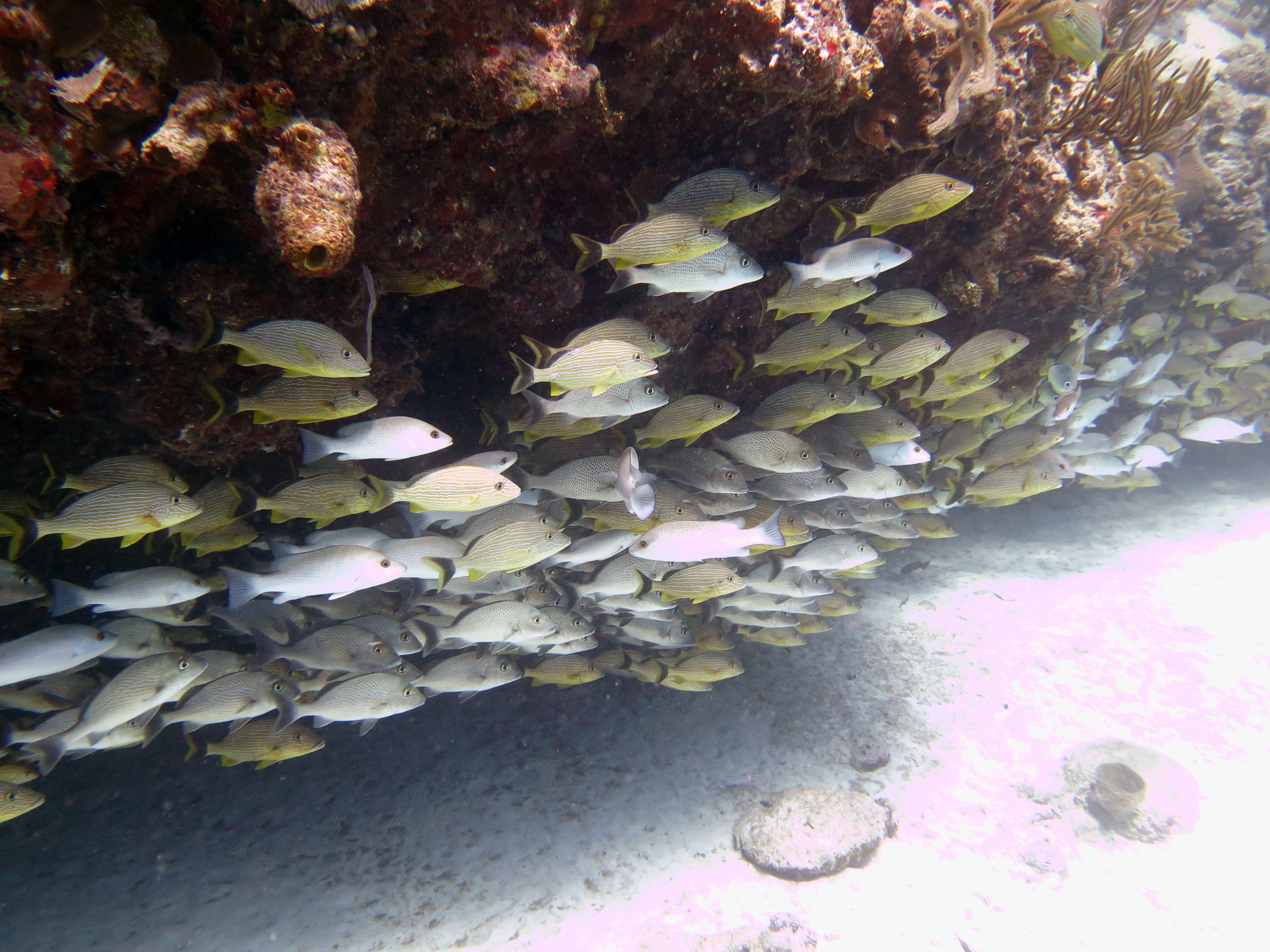 Sabalos - Dive Site, Mexico