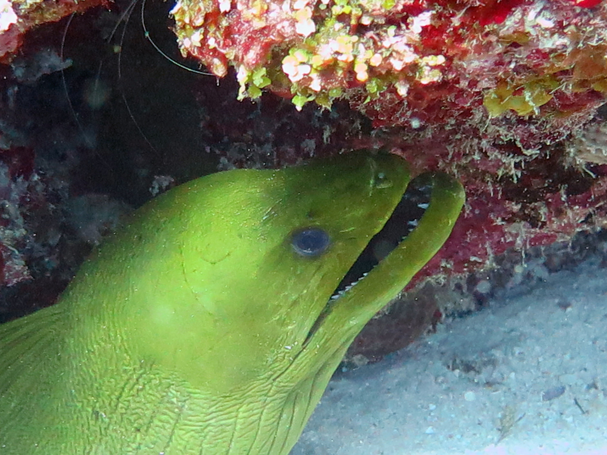 Barracuda - Dive Site, Mexico