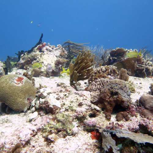 Barracuda - Dive Site, Мексика