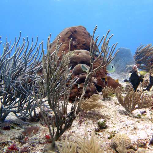 Barracuda - Dive Site, Mexico