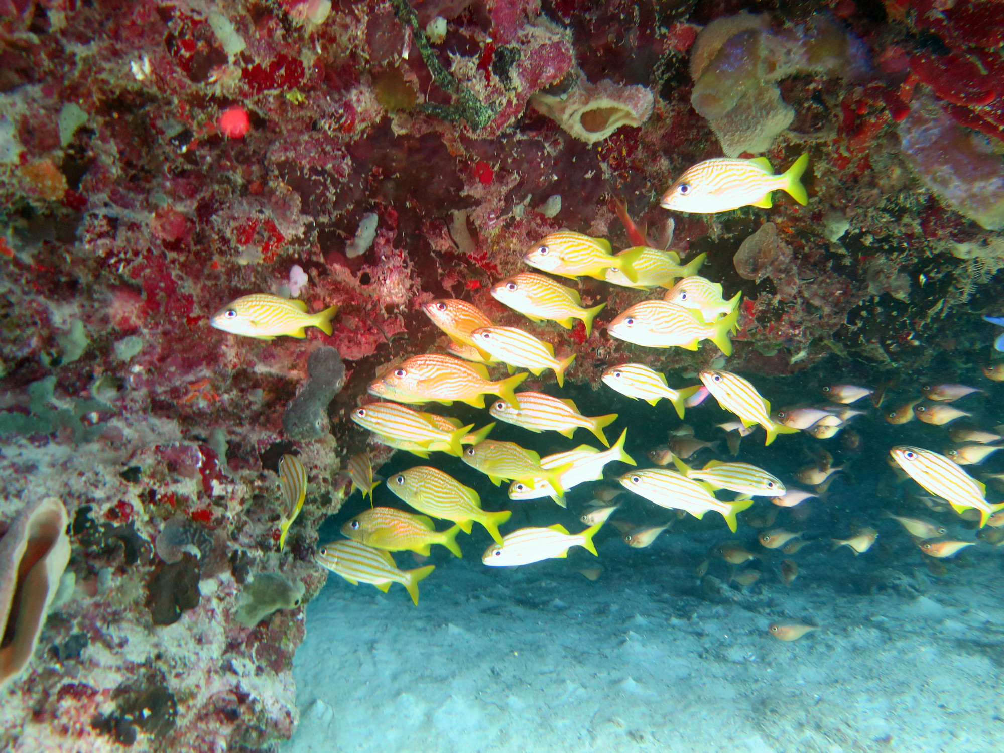 Barracuda - Dive Site, Mexico