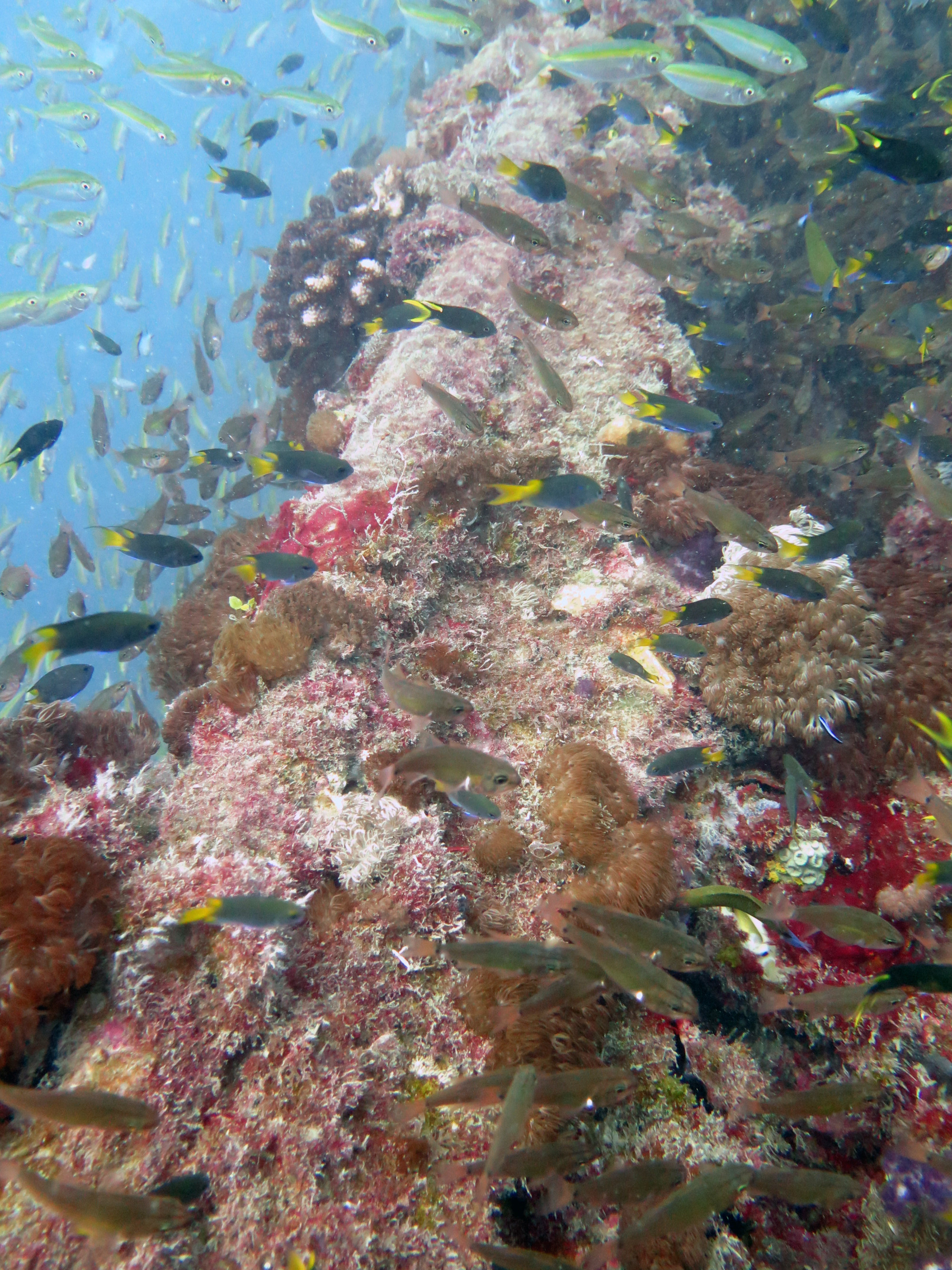 Coral covered supestructure