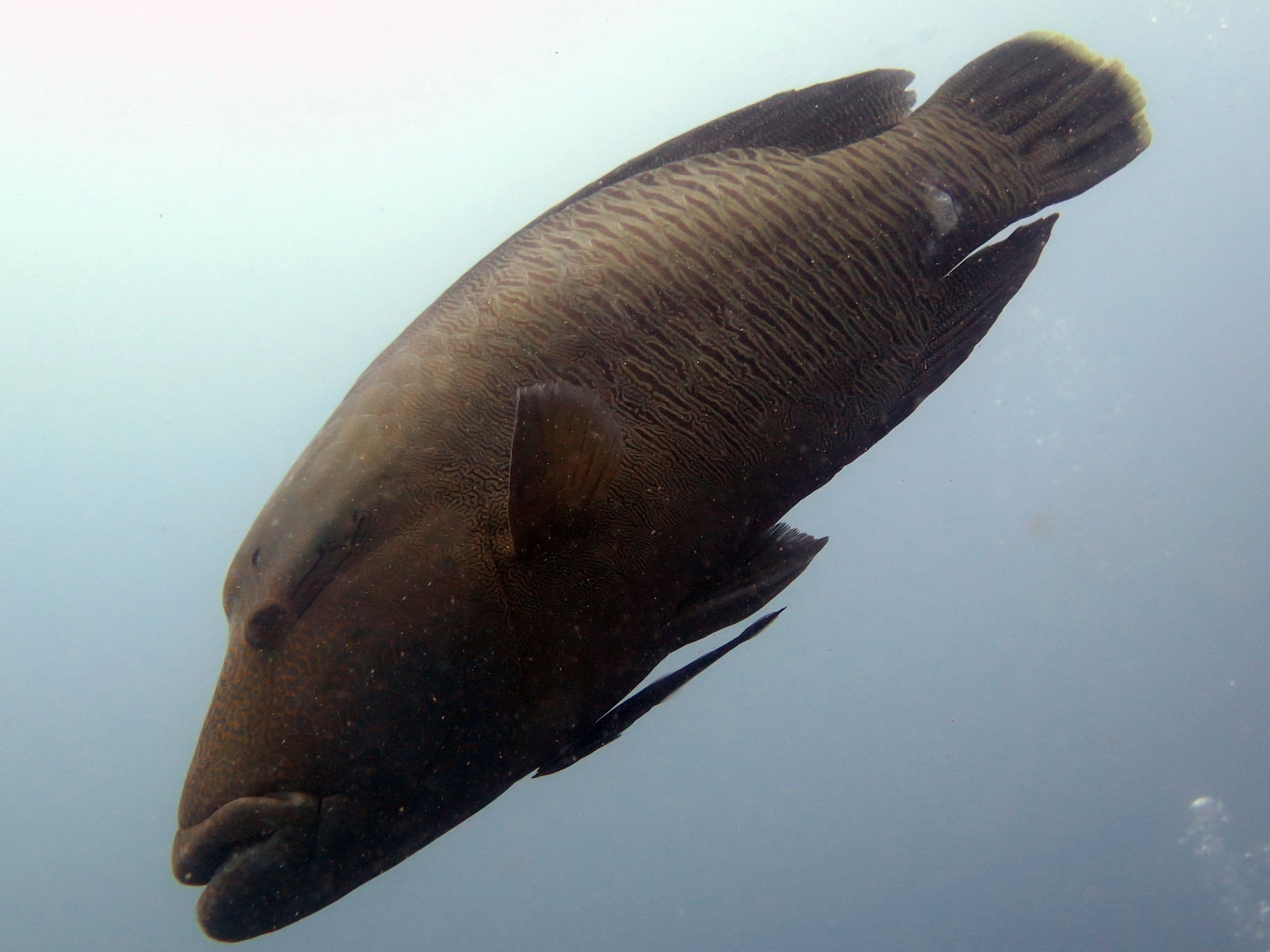 Napolion Wrasse