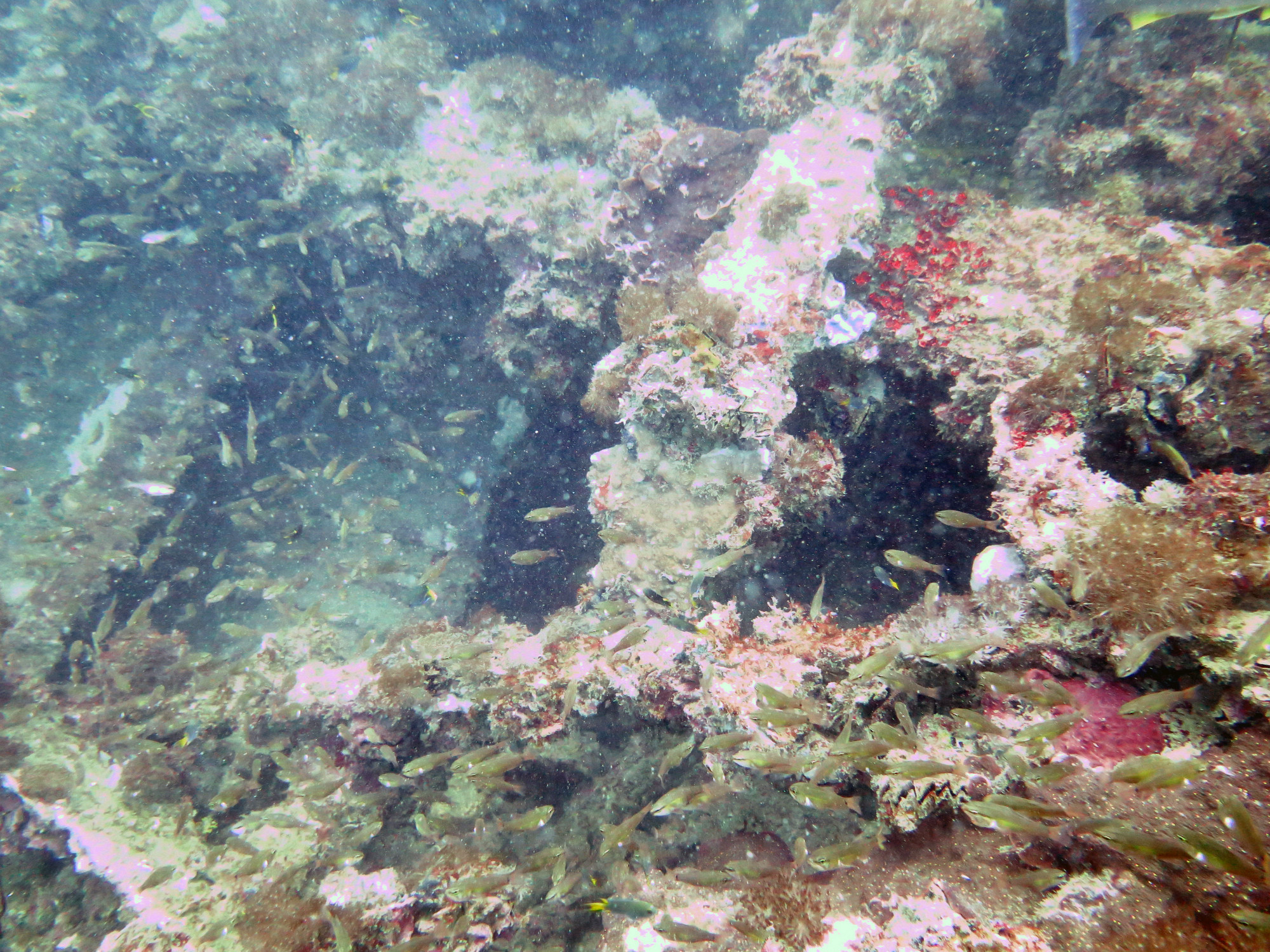 Coral covered supestructure