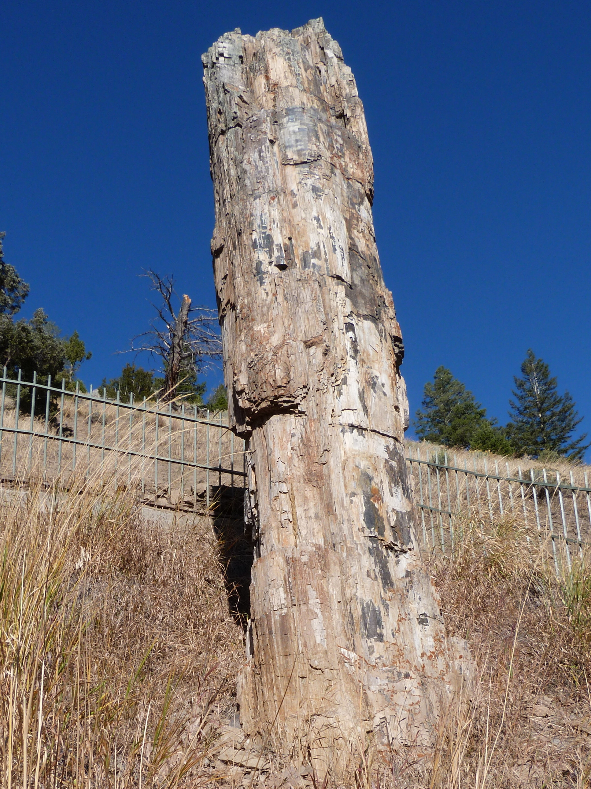 Petrified Tree, США