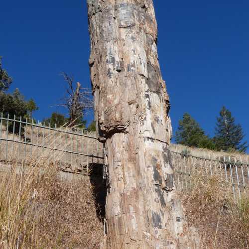 Petrified Tree, United States