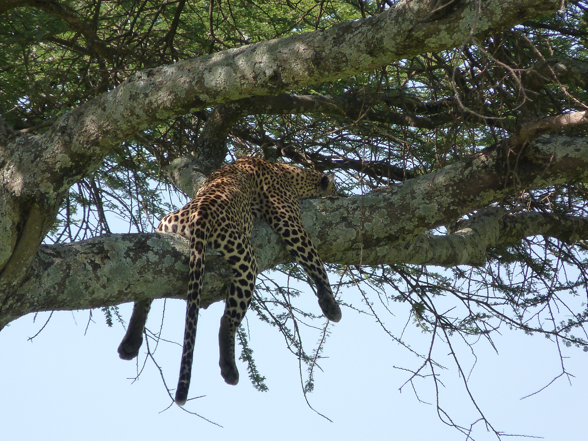 Leopard having a rest