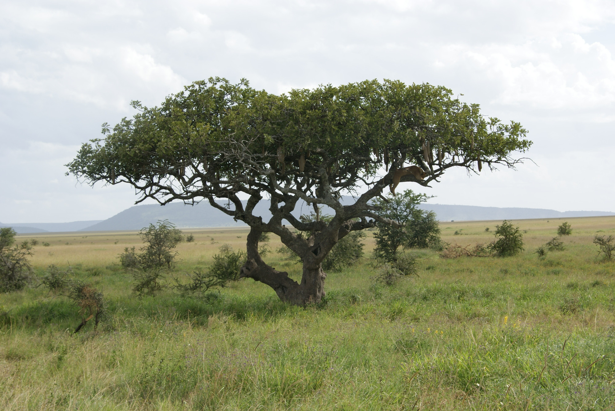 Acacia Tree complete with Leopard
