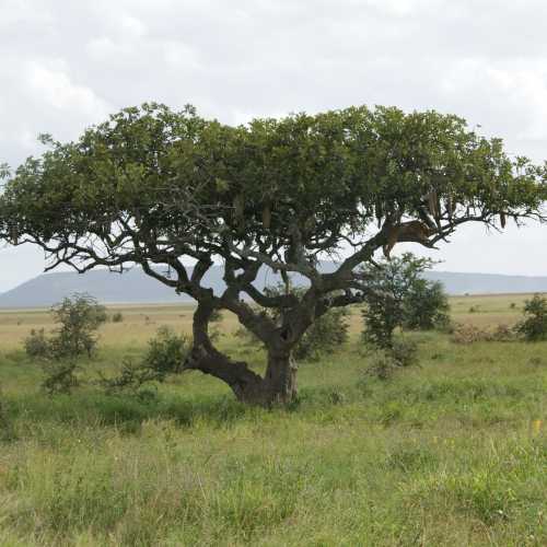 Acacia Tree complete with Leopard