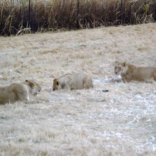 Lion Park, South Africa