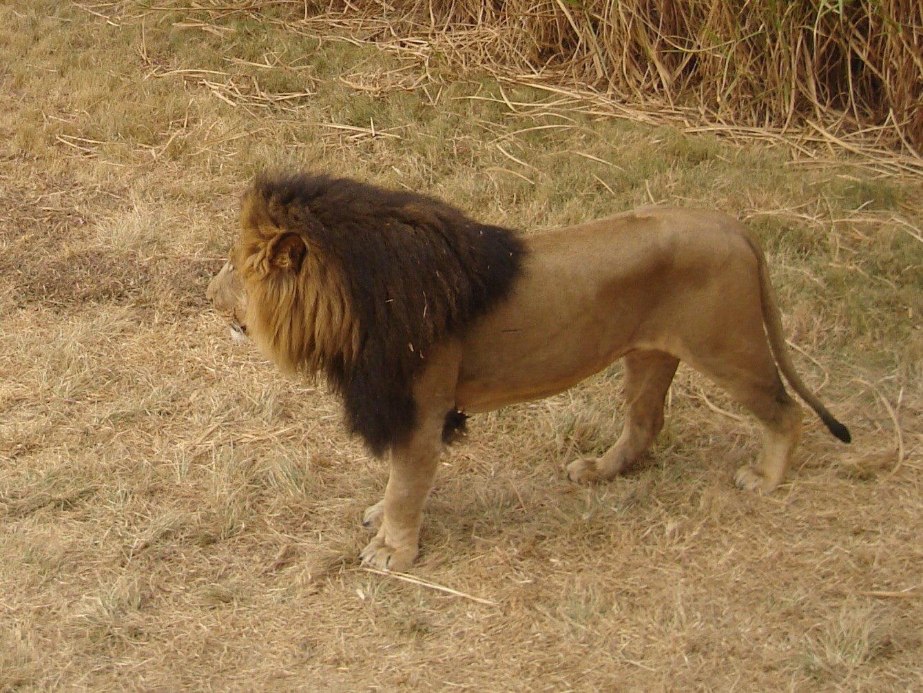 Lion Park, South Africa