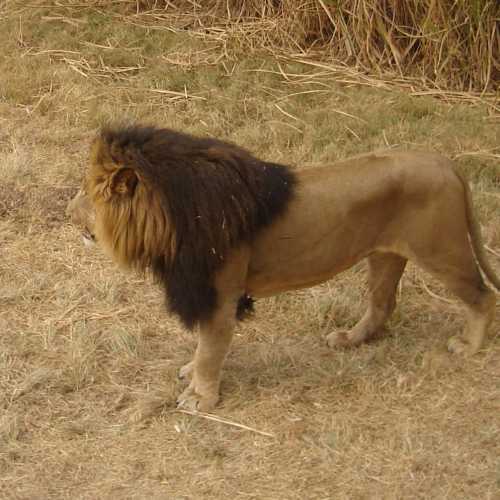 Lion Park, South Africa