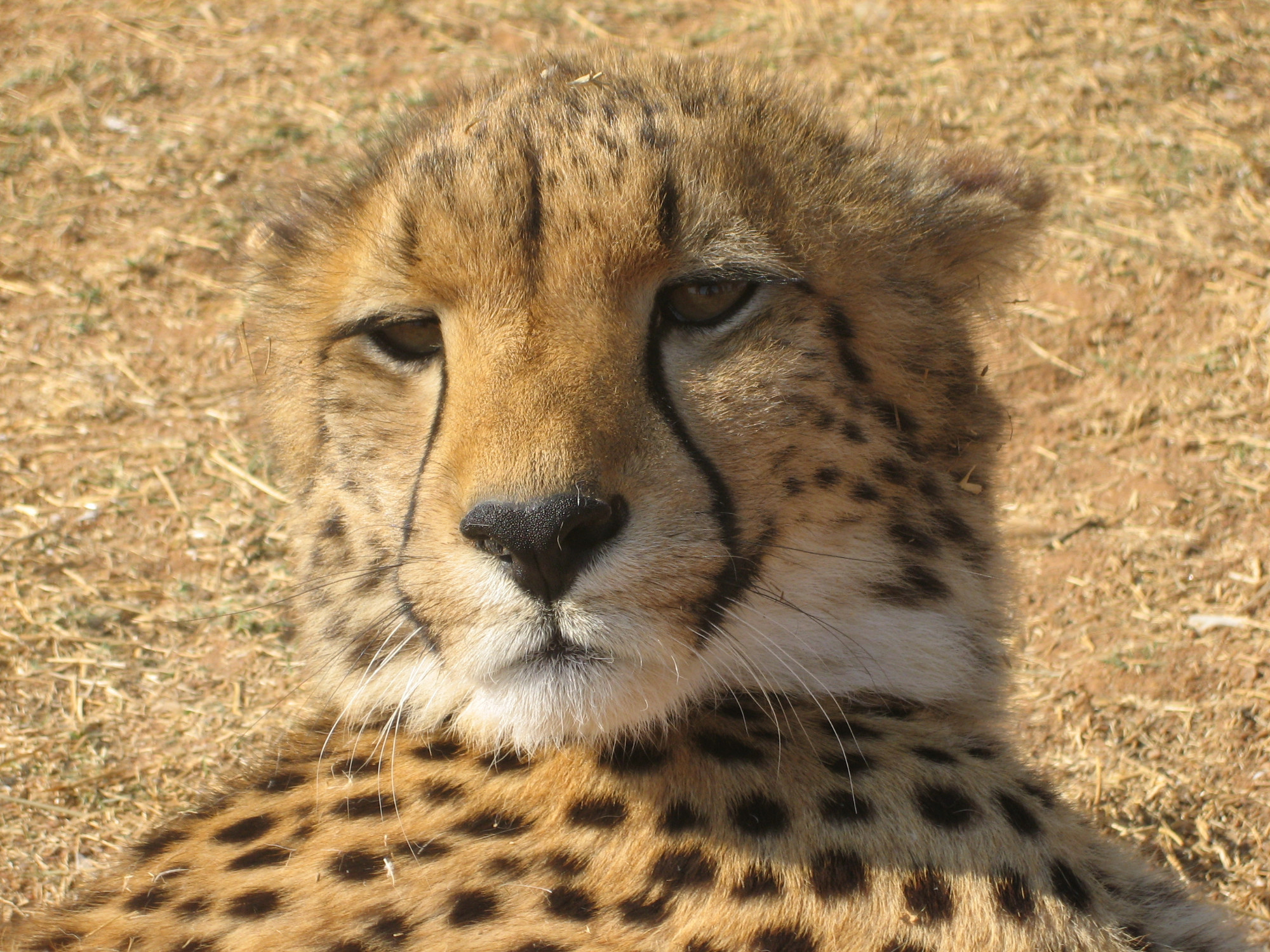 Cheeta Close Up