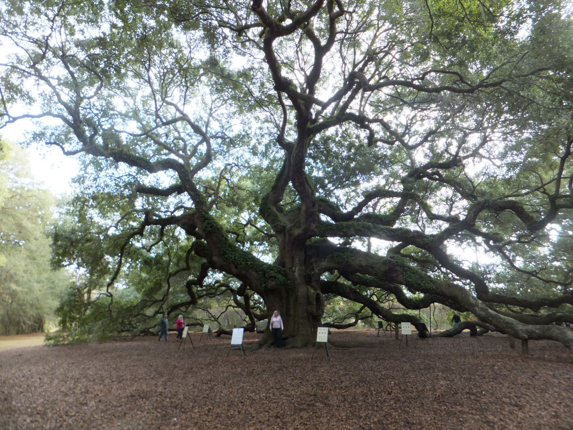 The ANGEL OAK<br/>
one of a kind